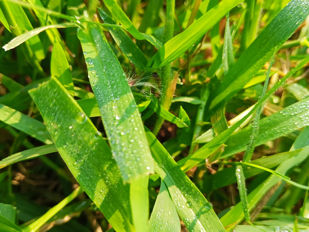 bluegrass endophytes
