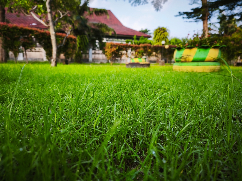 lawn stress signs