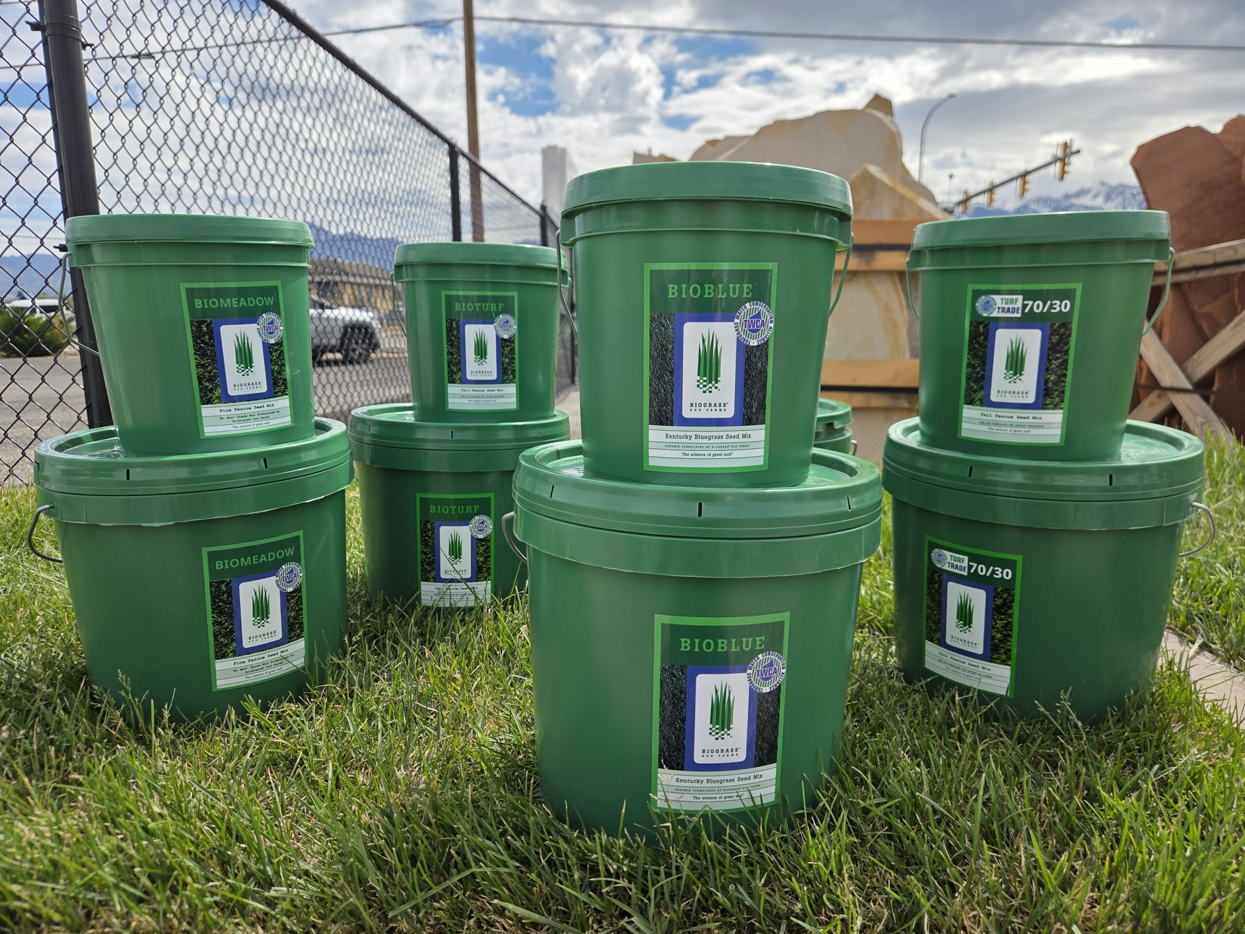 Grass seed spread over a patchy Utah lawn for fall overseeding and improved turf coverage.